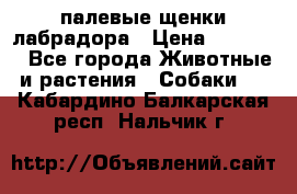 палевые щенки лабрадора › Цена ­ 30 000 - Все города Животные и растения » Собаки   . Кабардино-Балкарская респ.,Нальчик г.